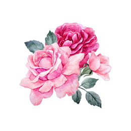 Розы Dorieux