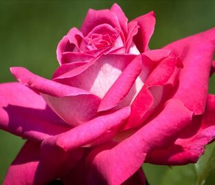 Роза Acapella (Акапелла) — фото 1