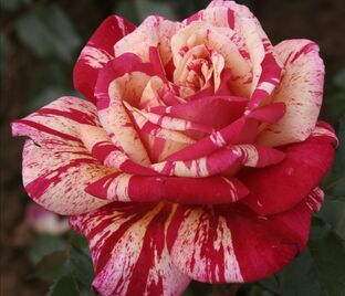 Роза Broceliande (Брюсейлянд) — фото 1