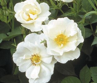 Роза Alba Semi-Plena (Альба Семи-Плена) — фото 1