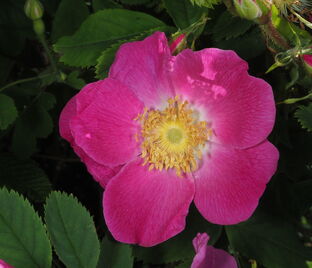 Роза Alpina Pendula (Альпина Пендула) — фото 1