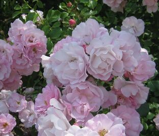 Роза Apple Blossom (Эппл Блоссом) — фото 1