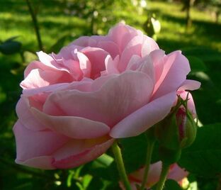 Роза Belle Amour (Бэль Амур) — фото 1