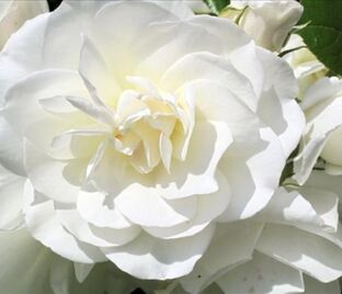 Роза Blanc de Vibert (Бланк де Виберт) — фото 1