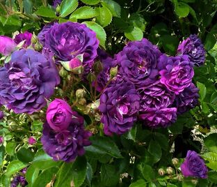 Роза Blue Magenta (Блю Маджента) — фото 1