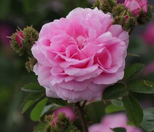 Роза Chapeau de Napoleon (Шапо де Наполеон) — фото 1