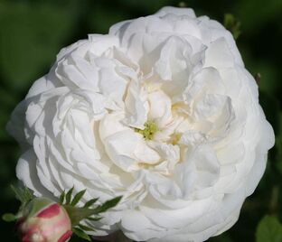 Роза Mme Plantier (Мадам Плантье) — фото 1