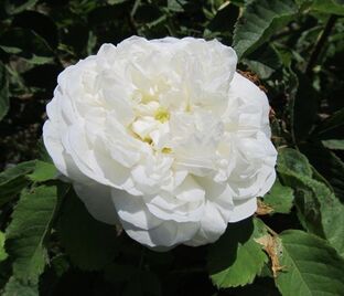Роза Blanc Double de Coubert (Блан Дубль де Кубер) — фото 1