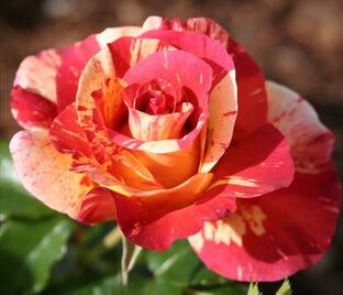 Роза Alfred Sisley (Альфред Сислей) — фото 1