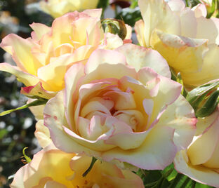 Роза Centenaire de Lourdes Jaune (Сантенэр де Лурд жёлтая) — фото 1