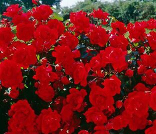 Роза Centenaire De Lourdes Rouge (Сантенэр де Лурд красная) — фото 1