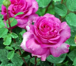 Роза Chartreuse de Parme (Шартрёз де Парм) — фото 1