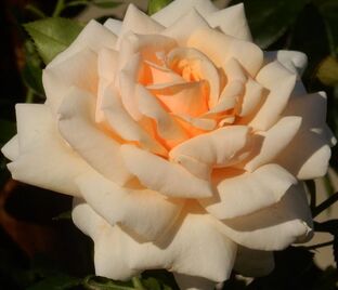 Роза Creme Caramel (Крим Карамель) — фото 1