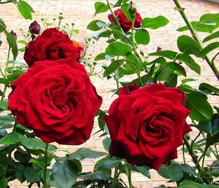Роза Crimson Cascade (Кримсон Каскад) — фото 1