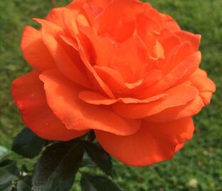 Роза For You With Love (Фор Ю Виз Лав) — фото 1