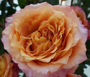 Роза Free Sprit (Фри Спирит) — фото 1