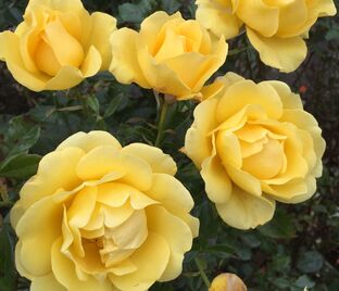 Роза Golden Smiles (Голден Смайлс) — фото 1