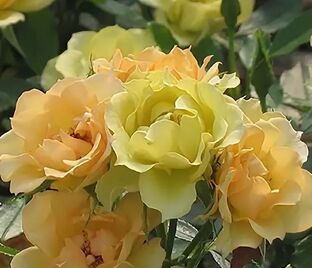 Роза Lemon S. Dream (Лемон Суит Дрим) — фото 1