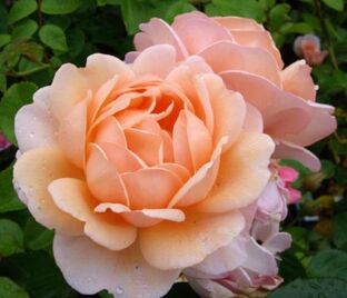 Роза Elizabeth Stuart (Элизабет Стюарт) — фото 1
