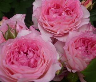 Роза Madame de Stael (Мадам де Сталь) — фото 1
