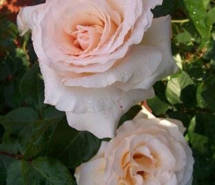 Роза Commonwealth Glory (Коммонуэлс Глори) — фото 1