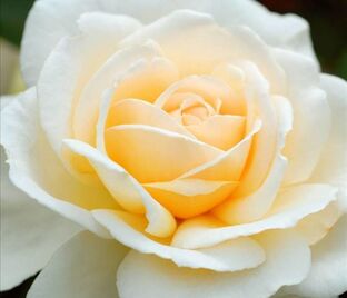 Роза Cream Abundance (Крим Абанданс) — фото 1