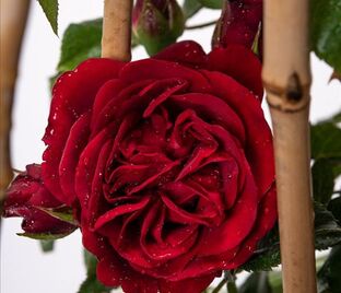 Роза Cumberland (Камберланд) — фото 1