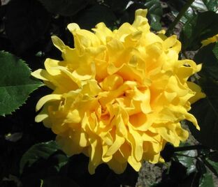 Роза Golden Lady Ruffle's (Голден Леди Рафлз) — фото 1