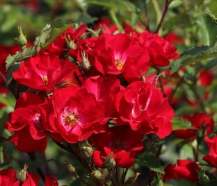 Роза Apache (Апач) — фото 1