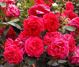 Роза My Gillet Rose (Май Жели Роуз) — фото 1