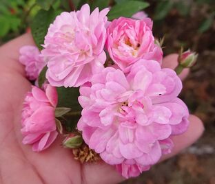 Роза Guirlande Rose (Гирлянд Роз) — фото 1