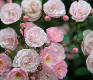 Роза Heavenly Pink (Хэвенли Пинк) — фото 1
