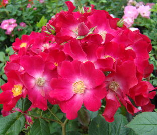 Роза Poppy Rose (Поппи Роуз) — фото 1