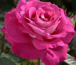 Роза Baronne de Rothschild (Барон де Ротшильд) — фото 1