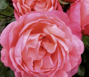 Роза Caritas rosen (Каритас розен) — фото 1