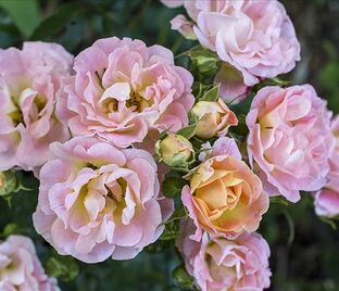 Роза Drift Peach (Дрифт Пич) — фото 1