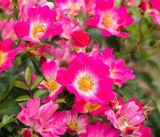 Роза Drift Pink (Дрифт Пинк) — фото 1