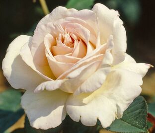Роза Jardins de Bagatelle (Жарден де Багатель) — фото 1
