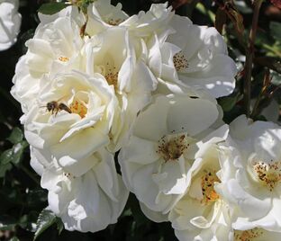 Роза Schneeflocke (Шнеефлоке) — фото 1
