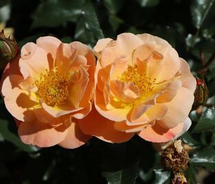 Роза Sedana (Седана)