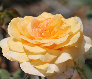 Роза Golden Silk (Голден Силк) — фото 1