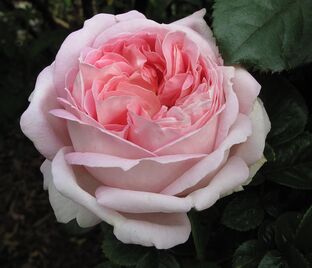 Роза La Fontaine aux Perles (Ля Фонтэн о Перл) — фото 1