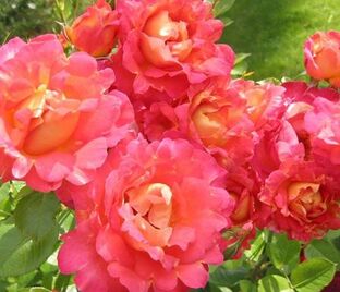 Роза Decoration (Декорэйшн) — фото 1