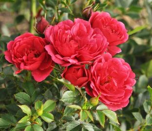 Роза Crimson Pixie (Кримсон Пикси) — фото 1