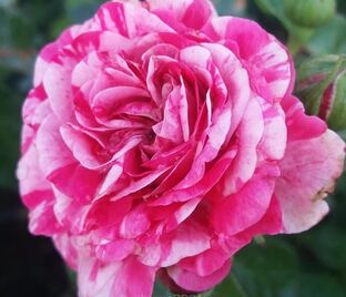 Роза Gaudy Pixie (Гауди Пикси) — фото 1