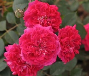 Роза Crimson Winterjewel (Кримсон Винтерджюел) — фото 1