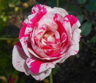 Роза Calypso (Калипсо) — фото 1