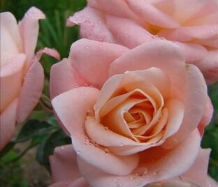 Роза Carcassonne (Каркассон) — фото 1