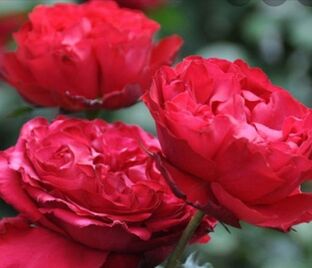 Роза Capricia Renaissance (Капричиа Ренессанс) — фото 1