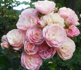 Роза Antique Rose (Антик Роуз) — фото 1